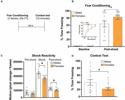 Behavioral Expression of Contextual Fear in Male and Female Rats